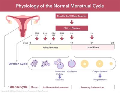 My 28 Days - a global digital women’s health initiative for evaluation and management of secondary amenorrhea: case report and literature review